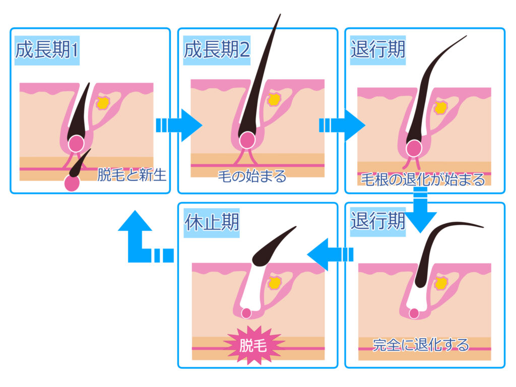 毛周期イラスト