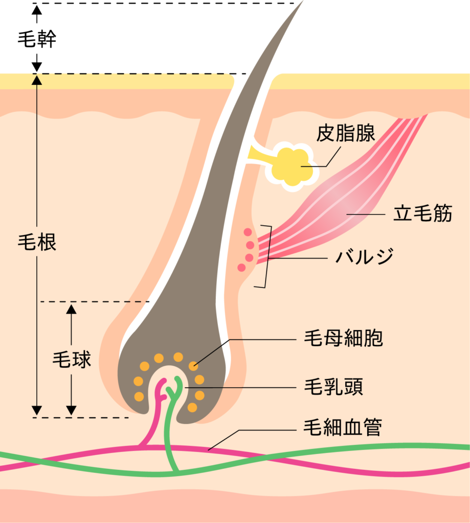 発毛組織イメージ